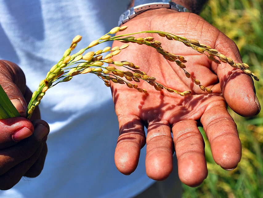 Hand with ear of grain
