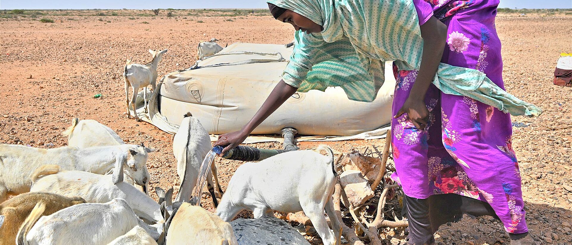 Drought in Somalia Shepherdess tends goats in Somalia