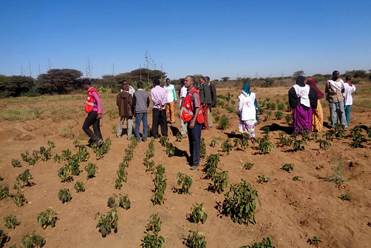 Asessment of a field in Somalia