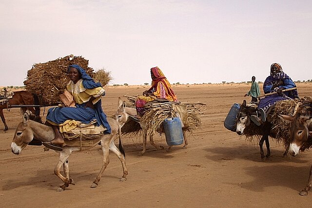 African women with donkeys carrying branches